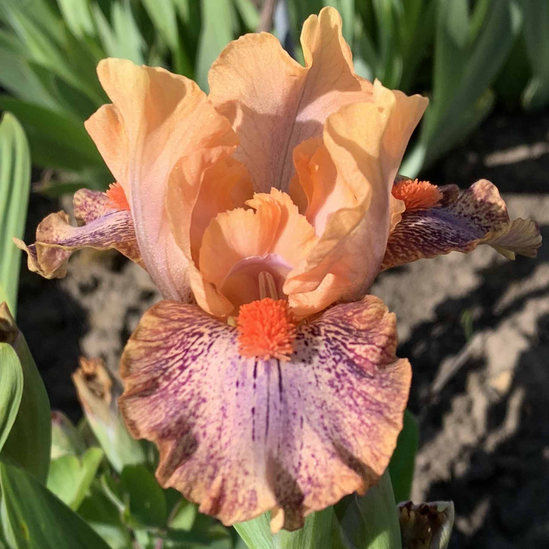 HOOCHIE COOCHIE .jpg